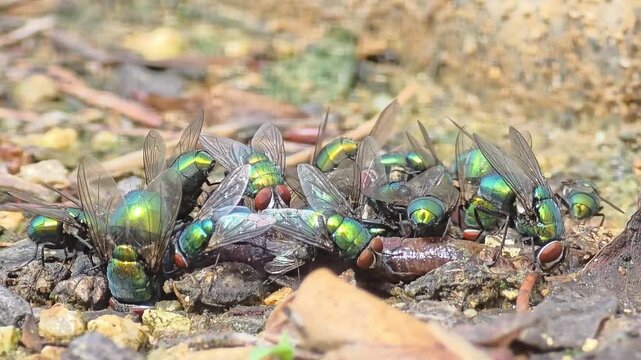 

Extreme macro shot of a swarm of metallic green bottle flies feeding on a dead earthworm.
#002죽