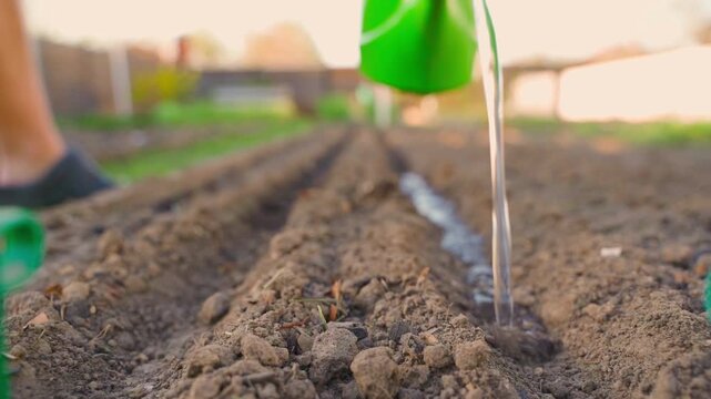 Watering furrows with green watering can before sowing seeds in garden bed