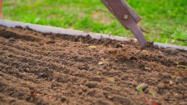 Making furrows for seed planting with hoe in vegetable garden bed