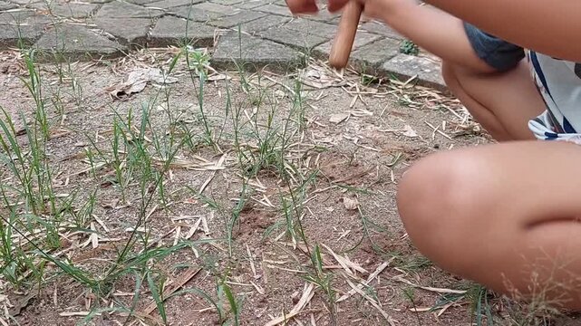 hoeing weeds