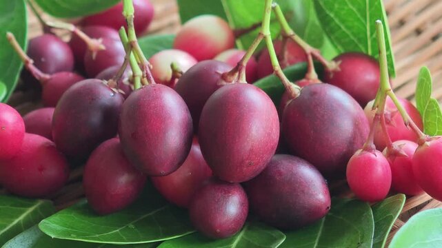  The  Pink carissa carandas fruits