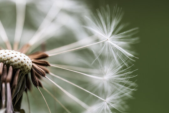 Detailaufnahme von Pusteblumen-Samen im Makro