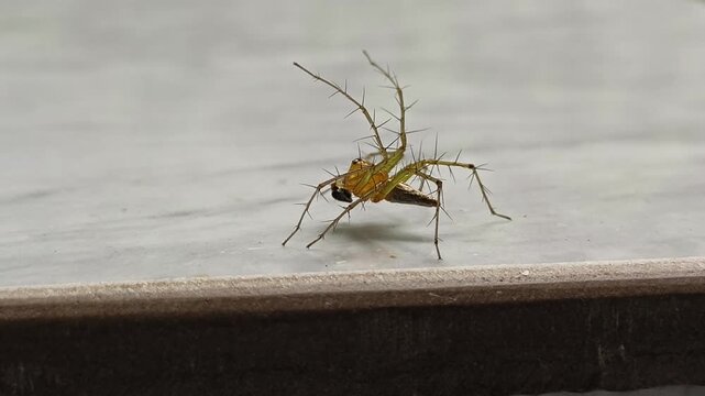 Male wild lynx spider or oxyopes salticus with spiky brown body. Exotic small hunter or predator creature isolated on home floor surface background. Closeup macro detail side view.
