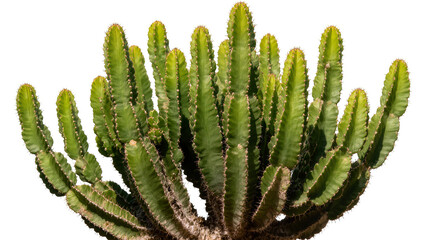 Green succulent cactus plant with many ribbed stems and sharp spines © Sophia