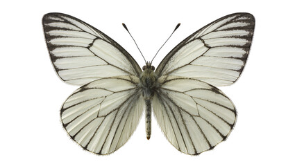 White butterfly with black veins on wings © Sophia