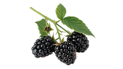 Ripe and unripe blackberries growing on a prickly branch isolated on transparent background © novoradova-png