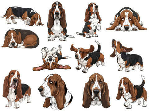 Basset Hound dog 12 profile pose collection vector illustration