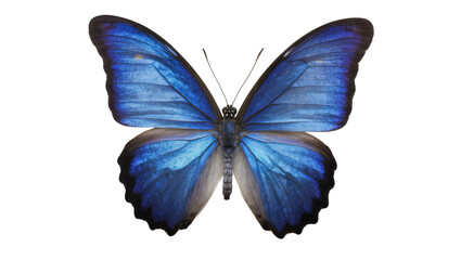 Blue Morpho Butterfly with Iridescent Wings © Sophia