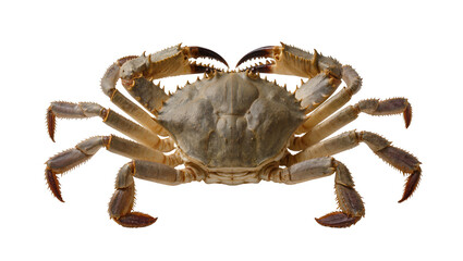 Large crab with sharp claws and spiky legs © Sophia