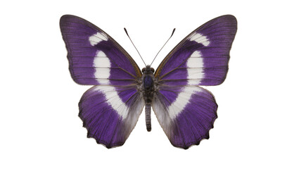 Purple and white butterfly with detailed wings © Sophia