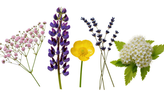 Purple lupine yellow buttercup lavender baby s breath, and white meadowsweet flowers