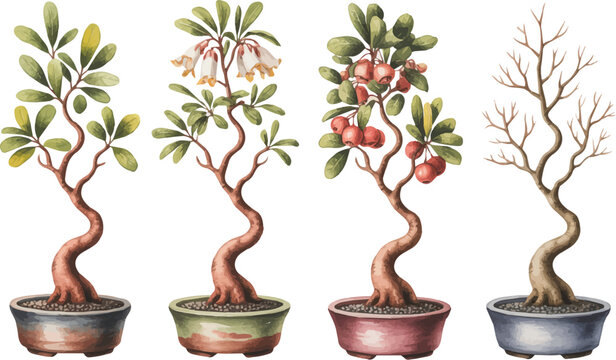 set of watercolor  Madrone bonsai tree vector illustration isolated on white background