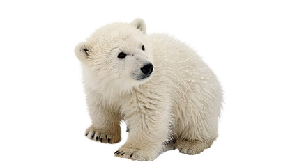Cute fluffy white polar bear cub sitting looking forward isolated on transparent background © novoradova-png