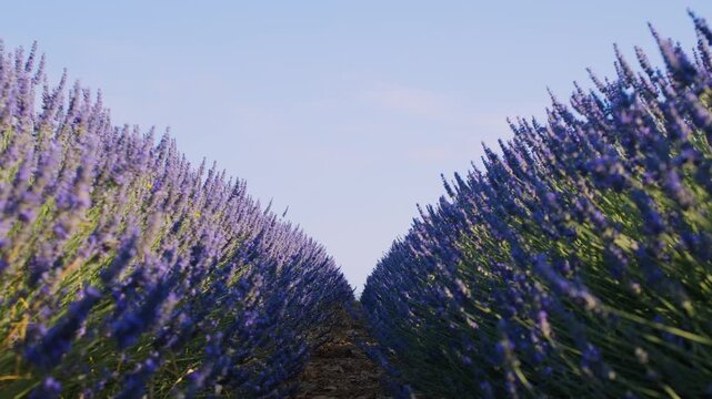Blooming lavender fields with blue lavender flowers in summer France. Farm for the production of lavender oil.