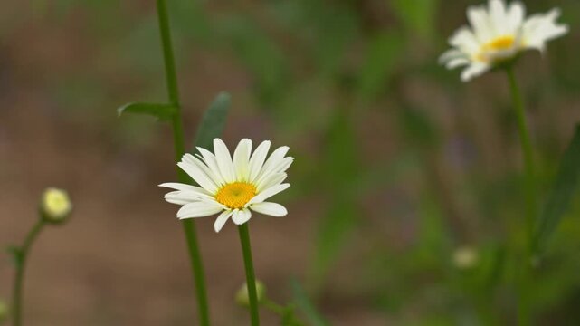 Close-up of elegant white daisy flowers blooming in a natural garden setting with soft bokeh background during a sunny summer day.