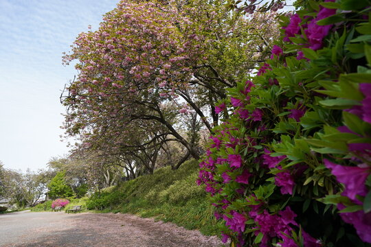 横浜市の菊名桜山公園の八重桜重桜　カーボン山