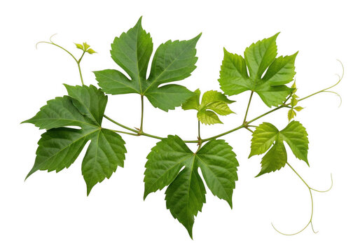 A vibrant green cissus verticillata vine branch with serrated leaves and curling tendrils isolated against a solid black background