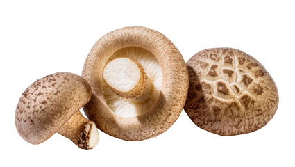 Three shiitake mushrooms with textured caps and white gills © Elowen