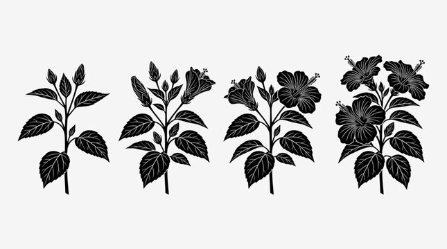 Botanical illustration depicting four distinct stages of hibiscus flower growth, from buds to full bloom, rendered in elegant black silhouette