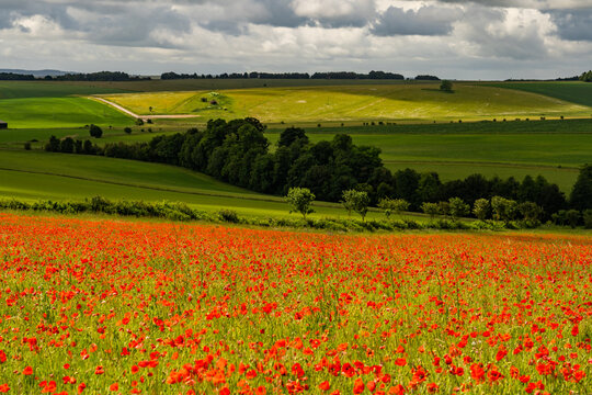 A feild full of red poppies in Wiltshire england