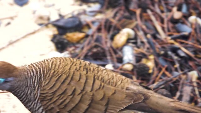 Barred ground dove (zebra-dove, Geopelia striata) feeds on road. Birds of Thailand. Macro