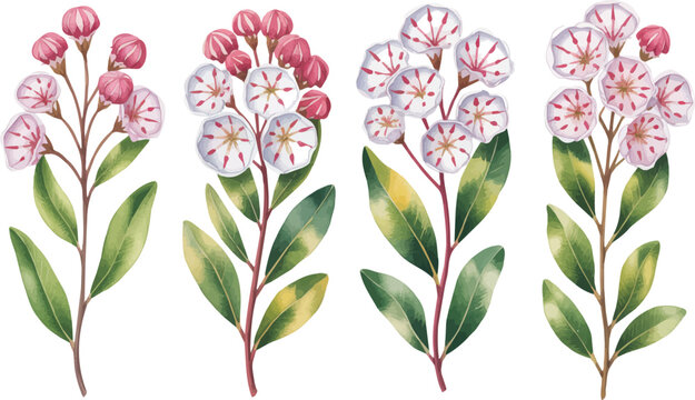 watercolor A Mountain Laurel Stem vector illustration isolated on white background