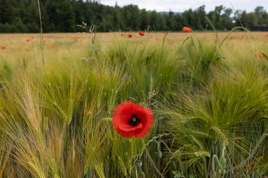 Mohblume mit Gerstenfeld mit Mohnblumen und Kornblumen m Hintergrund 