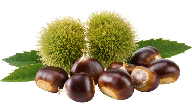 Sweet Chestnuts with Spiky Husks and Green Leaves