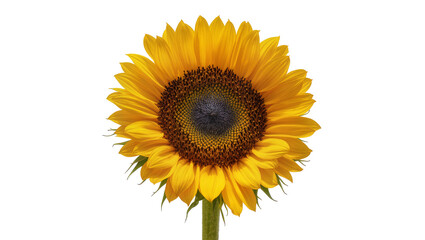 Obraz premium Bright yellow sunflower bloom with dark center and green stem