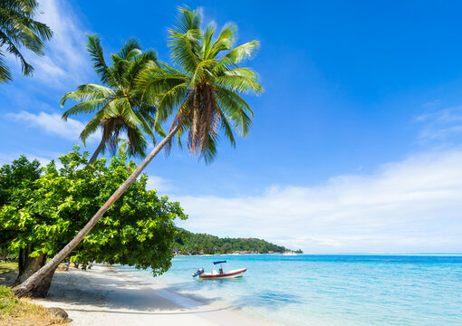 Palm trees at Matira Beach, Bora Bora, French Polynesia