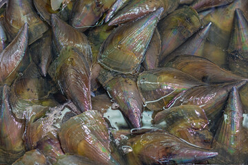 Fresh Comb Pen Shells Seafood at Fish Market in Hong Kong Asia © markobe