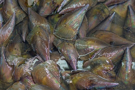 Fresh Comb Pen Shells Seafood at Fish Market in Hong Kong Asia