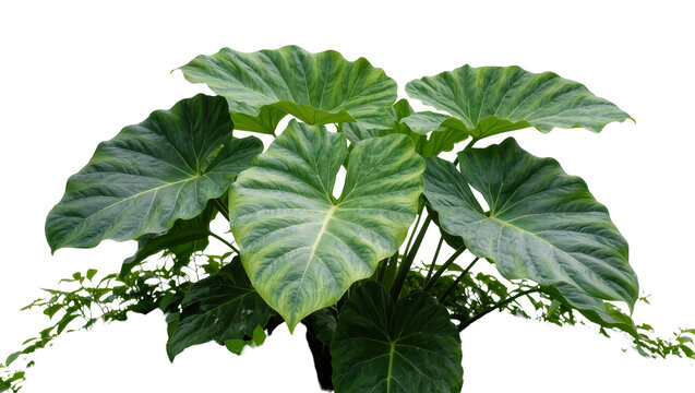 Large green elephant ear plant with wavy leaves