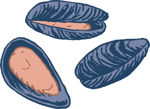 Miesmuscheln, Farbillustration