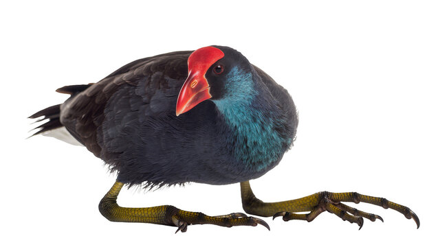 Purple Swamphen bird with red beak and blue-green neck feathers