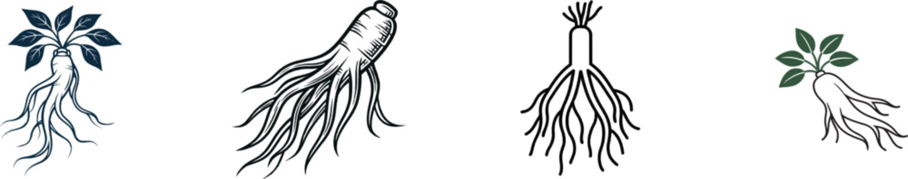 A minimalist botanical illustration of a Ginseng root with clean black lines against a stark white background, perfect for vector tracing