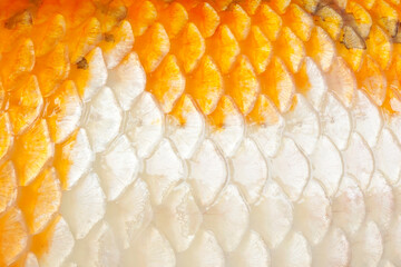 Closeup koi fish scales background, natural fish scales texture background © sirirak