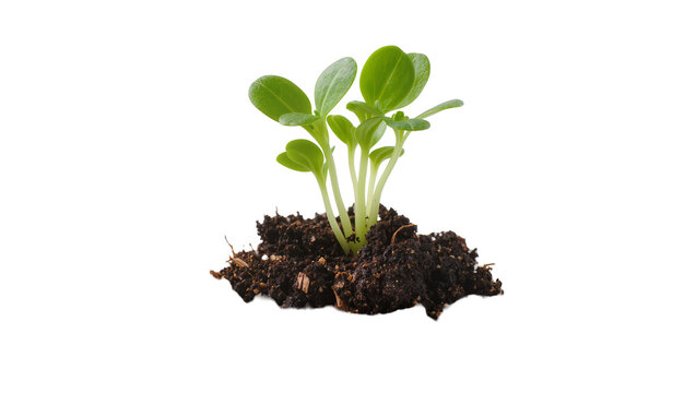 Green seedling plant growing from dark soil clump