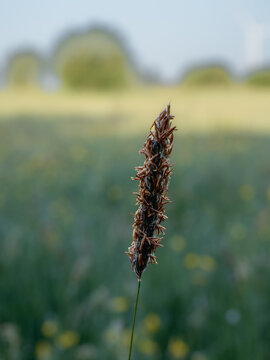 Single grass seed head standing alone against soft field landscape like someone who stayed when everyone else left, Bristol, United Kingdom