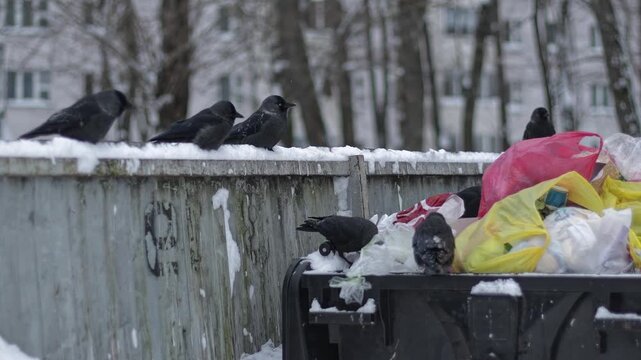 Jackdaws inspect snow-dusted metal communal waste bin overfilled with various plastic bags of domestic rubbish, birds search for food in cold weather conditions of city neighborhood.