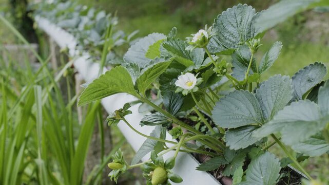 A slow motion camera movement along a specialized hydroponic pipe system used for growing strawberry bushes with flowers, fresh red and green berries.