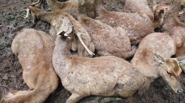 Javan Rusa Deer Close Up in Captivity