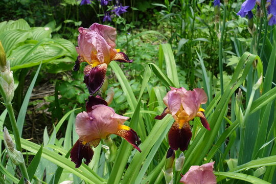 Deep blood red and pinkish beige flowers of tall bearded irises in May