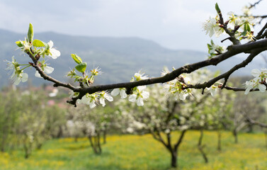 Fototapeta premium White plum blossoms on a branch in full bloom with a scenic orchard background