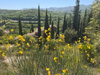 Blühender Ginster und Zypressen vor einem Landhaus im Luberon, Provence, Frankreich © finecki