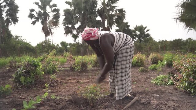 African woman farmer tilling and hoeing on a vegetable garden in farm, concept of women at work in small business and employment in agriculture