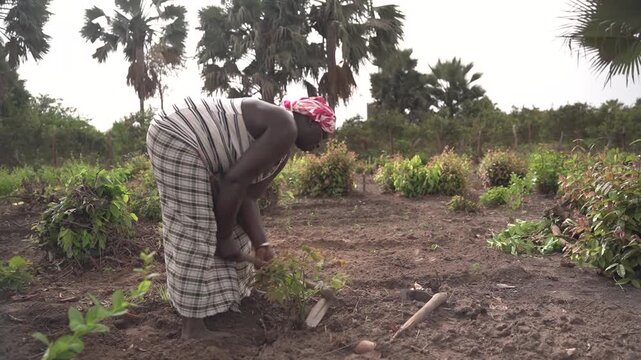 African woman farmer tilling and hoeing on a vegetable garden in farm, concept of women at work in small business and employment in agriculture
