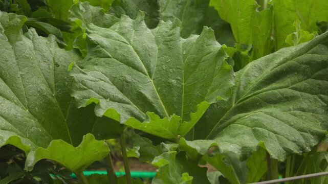 Close up of large, vibrant green rhubarb leaves in a garden, with water droplets on the surface of the foliage.