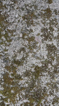 Close-up of Moss and Lichen on Weathered Surface.