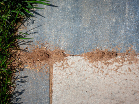 ants damaging a tiled pathway